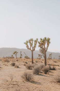 Beautiful desert landscape featuring iconic Joshua Trees under a vast open sky in California.