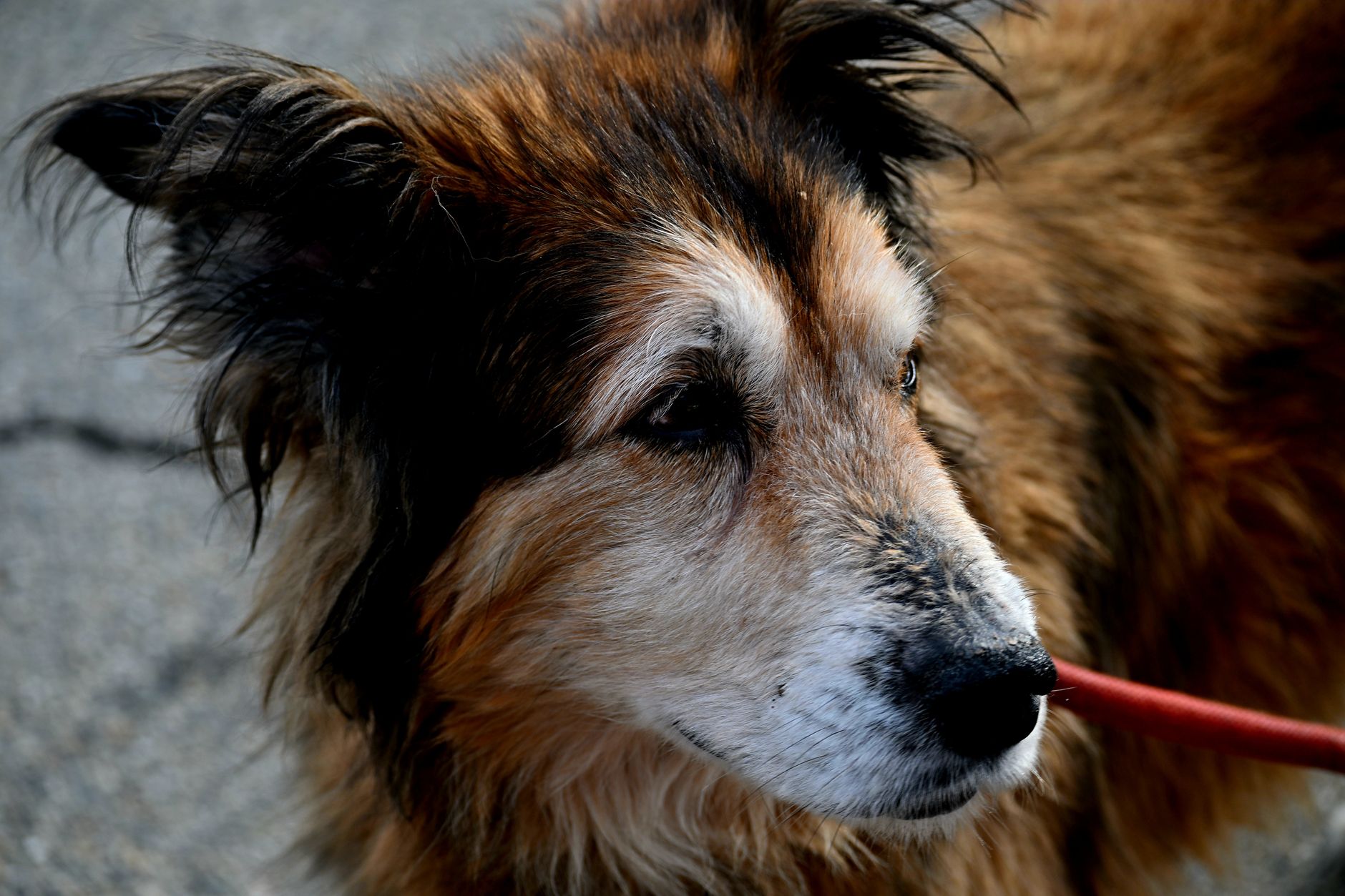 best pet insurance for senior dogs uk