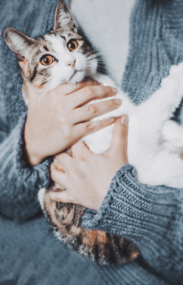 Adult with cat