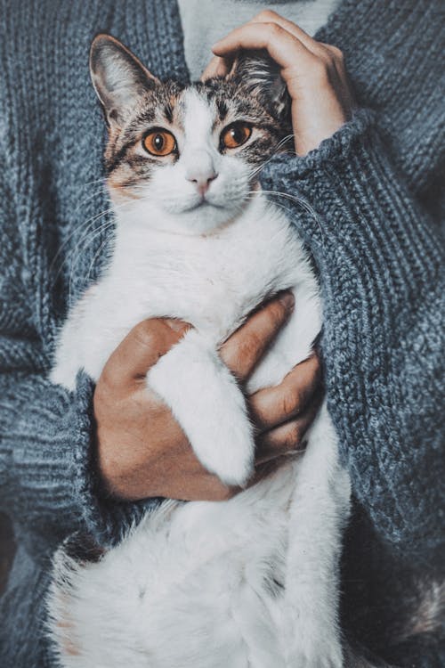 Free Person Holding A Short-fur White Cat Stock Photo