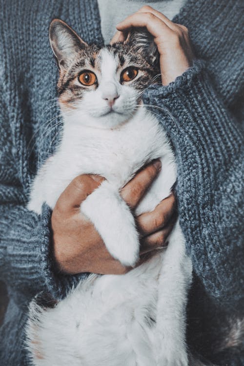 Person Holding A Short-fur White Cat
