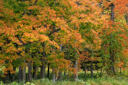 A lush forest with vivid orange and green autumn leaves creating a serene atmosphere.