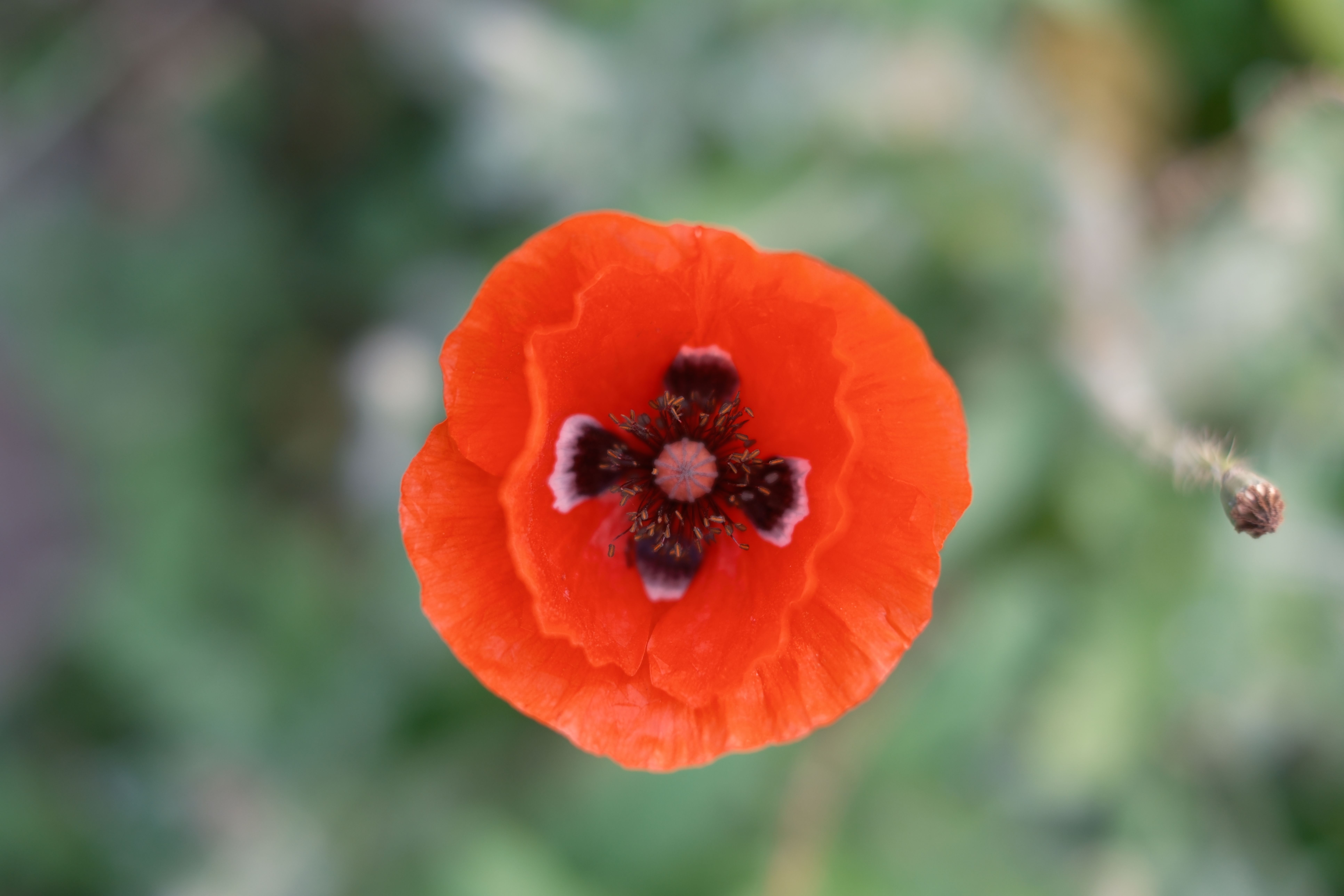 Vibrant Red Poppy Bloom in Soft Focus · Free Stock Photo