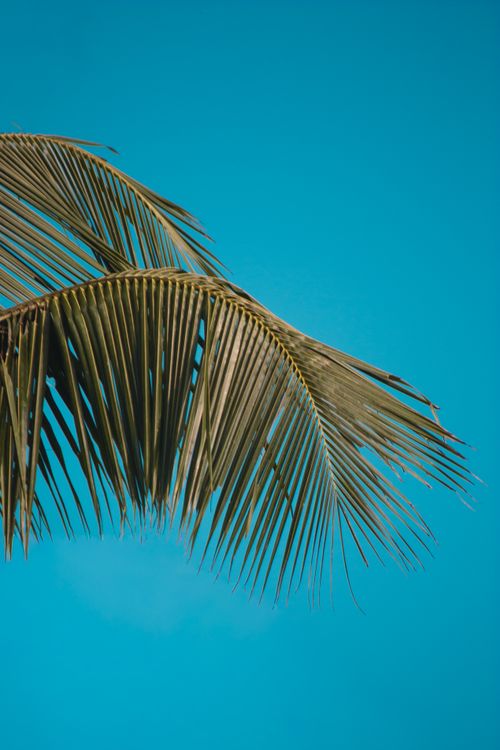 Free Vibrant coconut palm leaf set against a pristine blue sky, capturing the essence of tropical tranquility. Stock Photo
