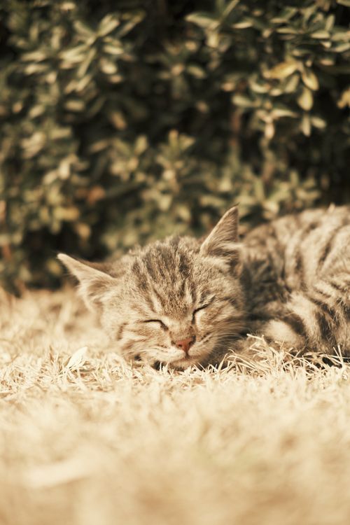 Free Cute tabby kitten peacefully sleeping on dry grass in warm sunlight. Stock Photo