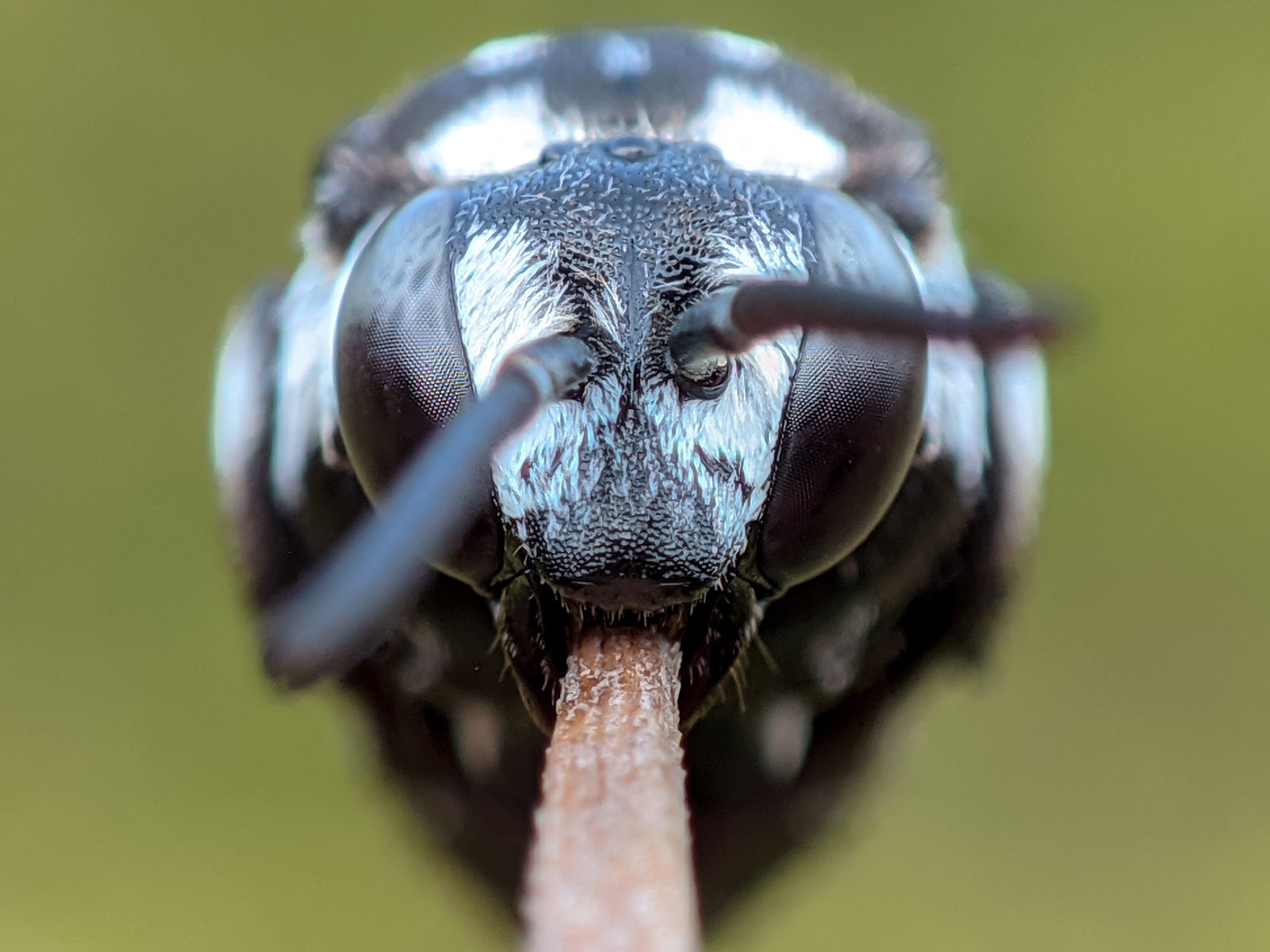 Insect Face Photos, Download The BEST Free Insect Face Stock Photos ...