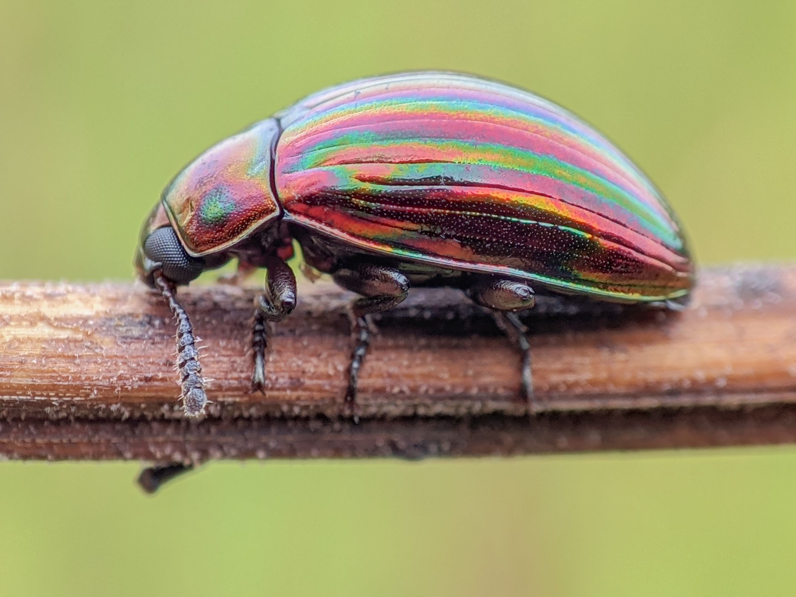 Detailed macro shot of a colorful rainbow leaf beetle crawling on a twig, showcasing iridescent hues.