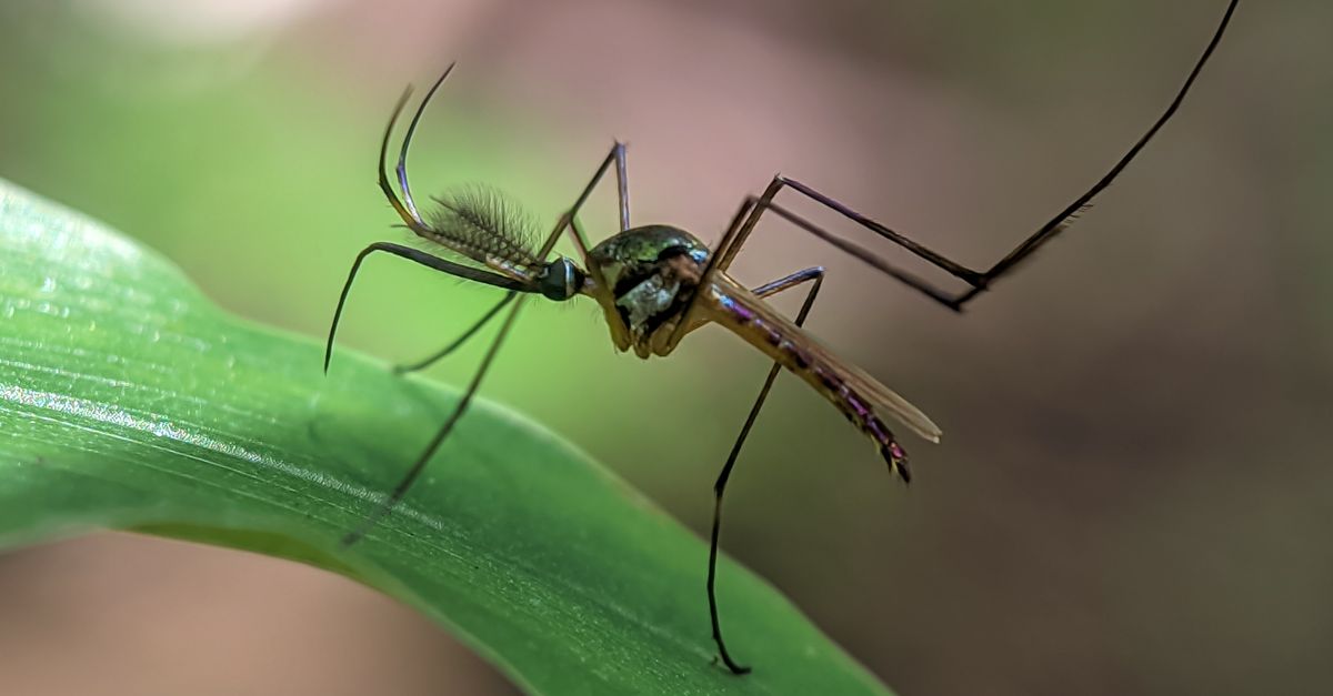 malaria