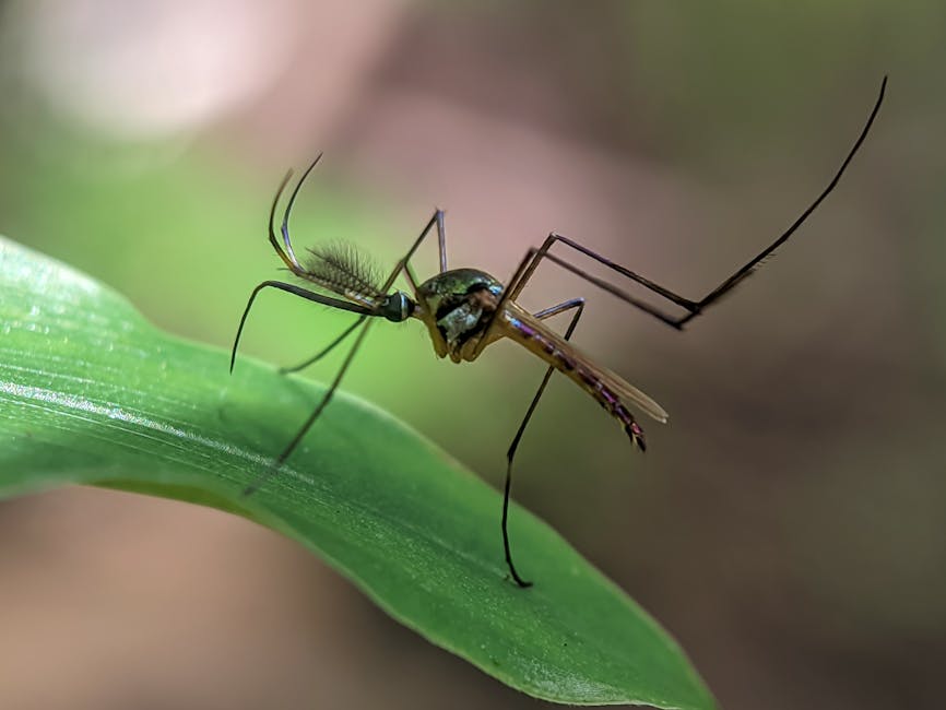 déforestation moustiques agressifs