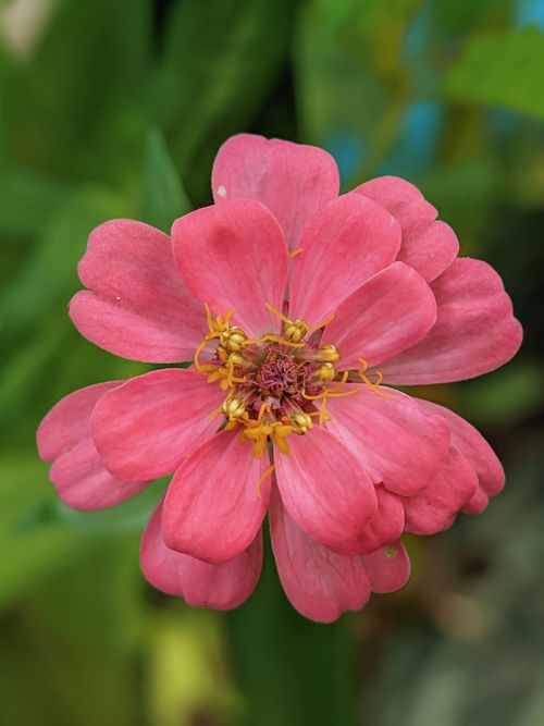 Free Detailed close-up of a vibrant pink Zinnia elegans flower in full bloom in Java, Indonesia. Stock Photo