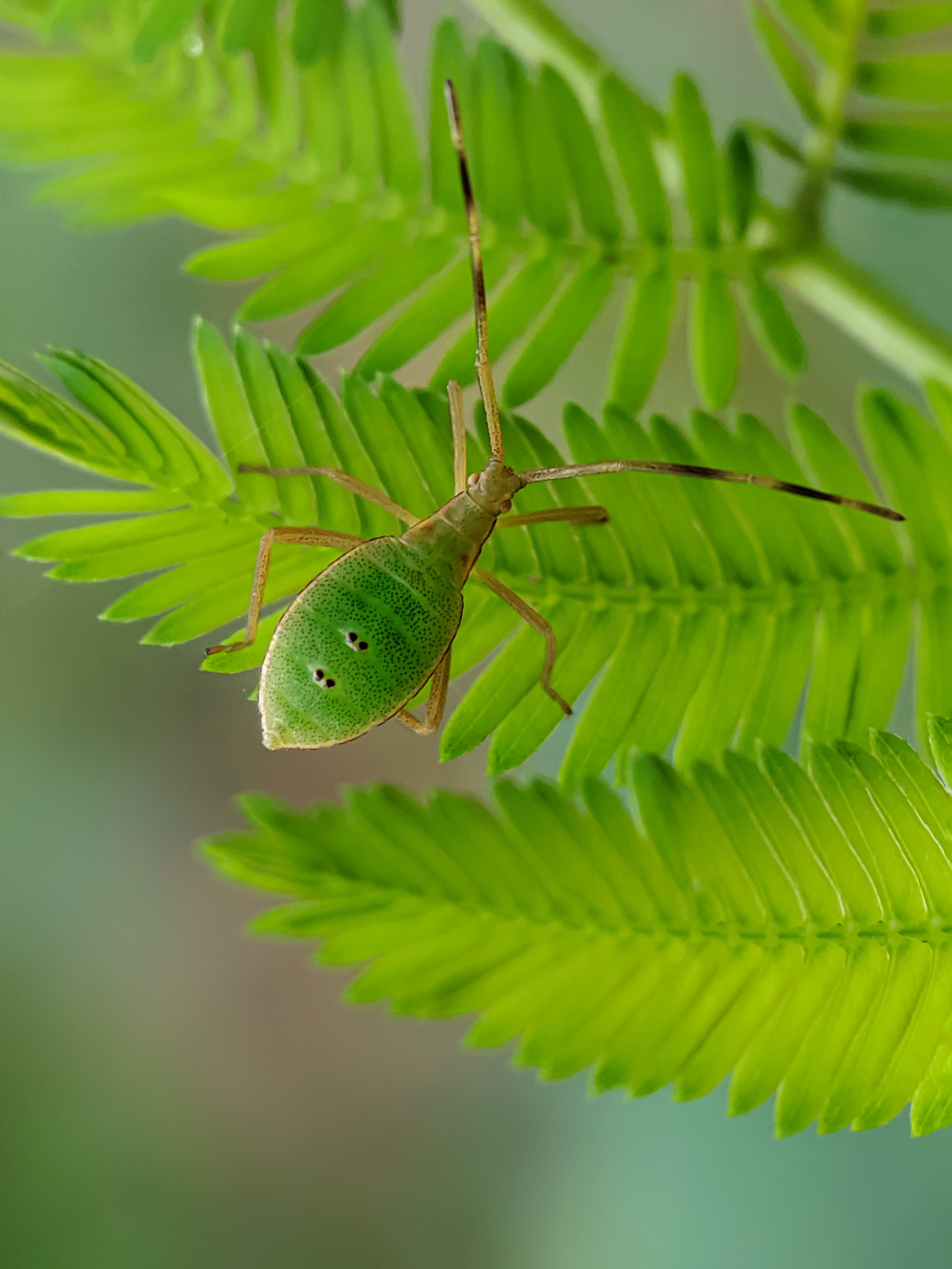 Close-up of Green Insect on Fern Leaf · Free Stock Photo