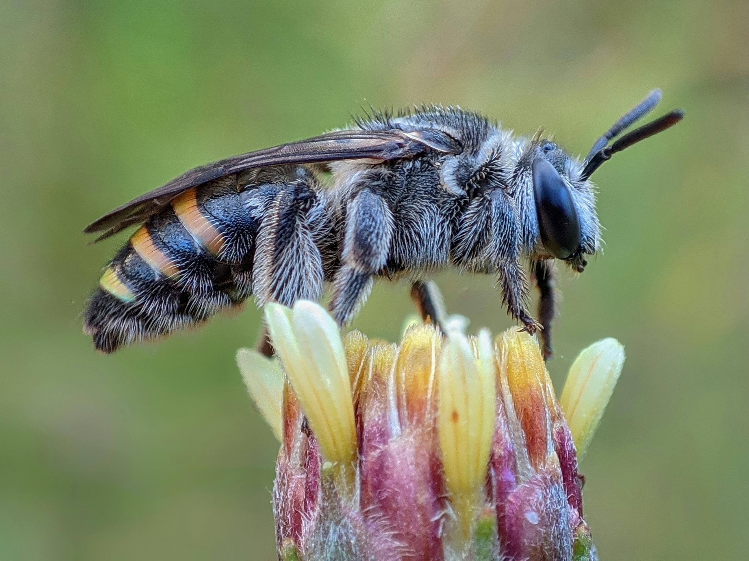 生活：東京國際花道博覽會盛大開幕 黃偉哲推廣台南花果魅力