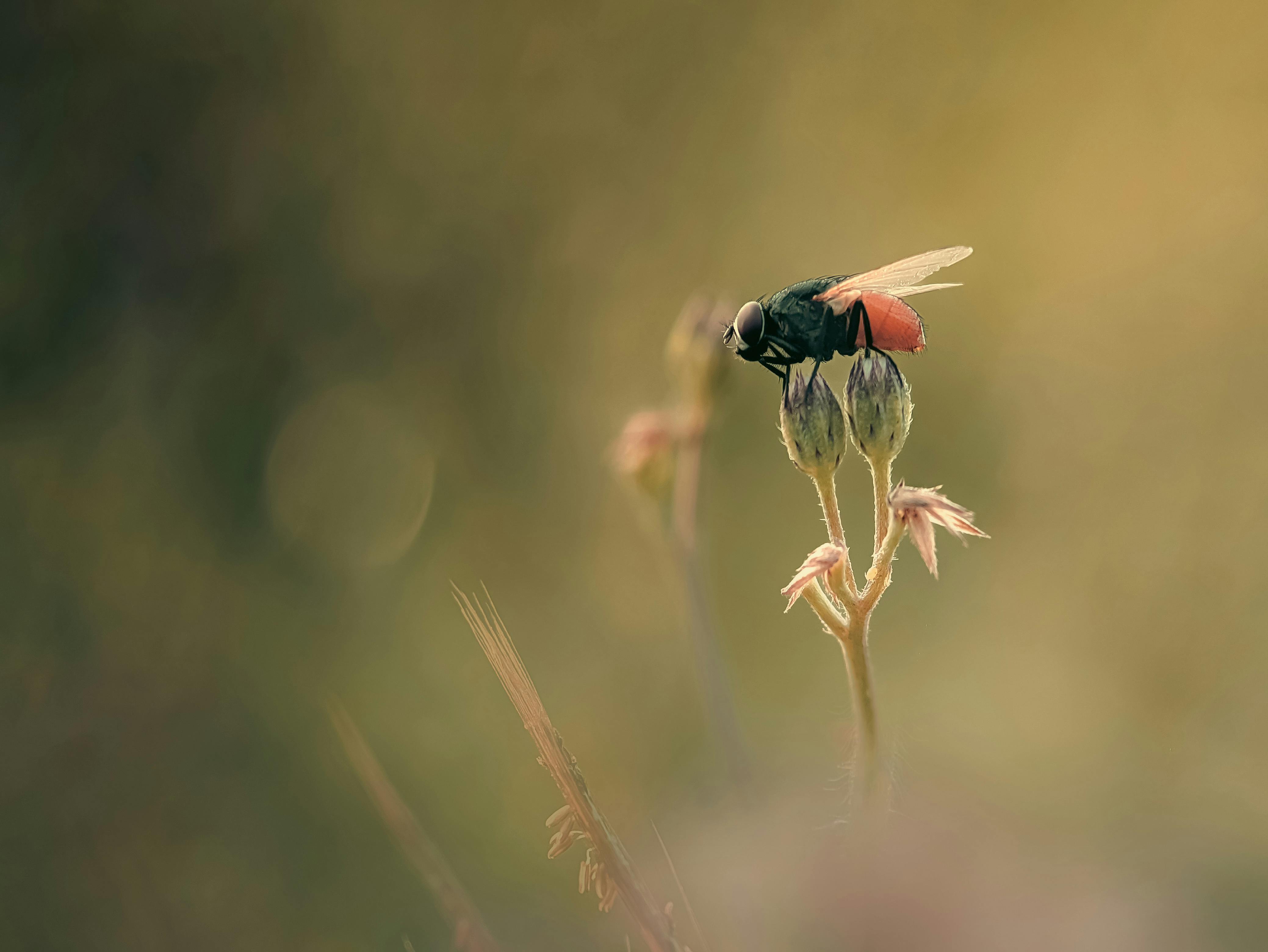 生活：東京國際花道博覽會盛大開幕 黃偉哲推廣台南花果魅力