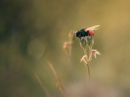 Free Macro photograph of a fly perched on budding flowers, capturing intricate details. Stock Photo