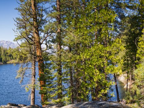 Peaceful pine forest by a clear blue lake under a bright summer sky.