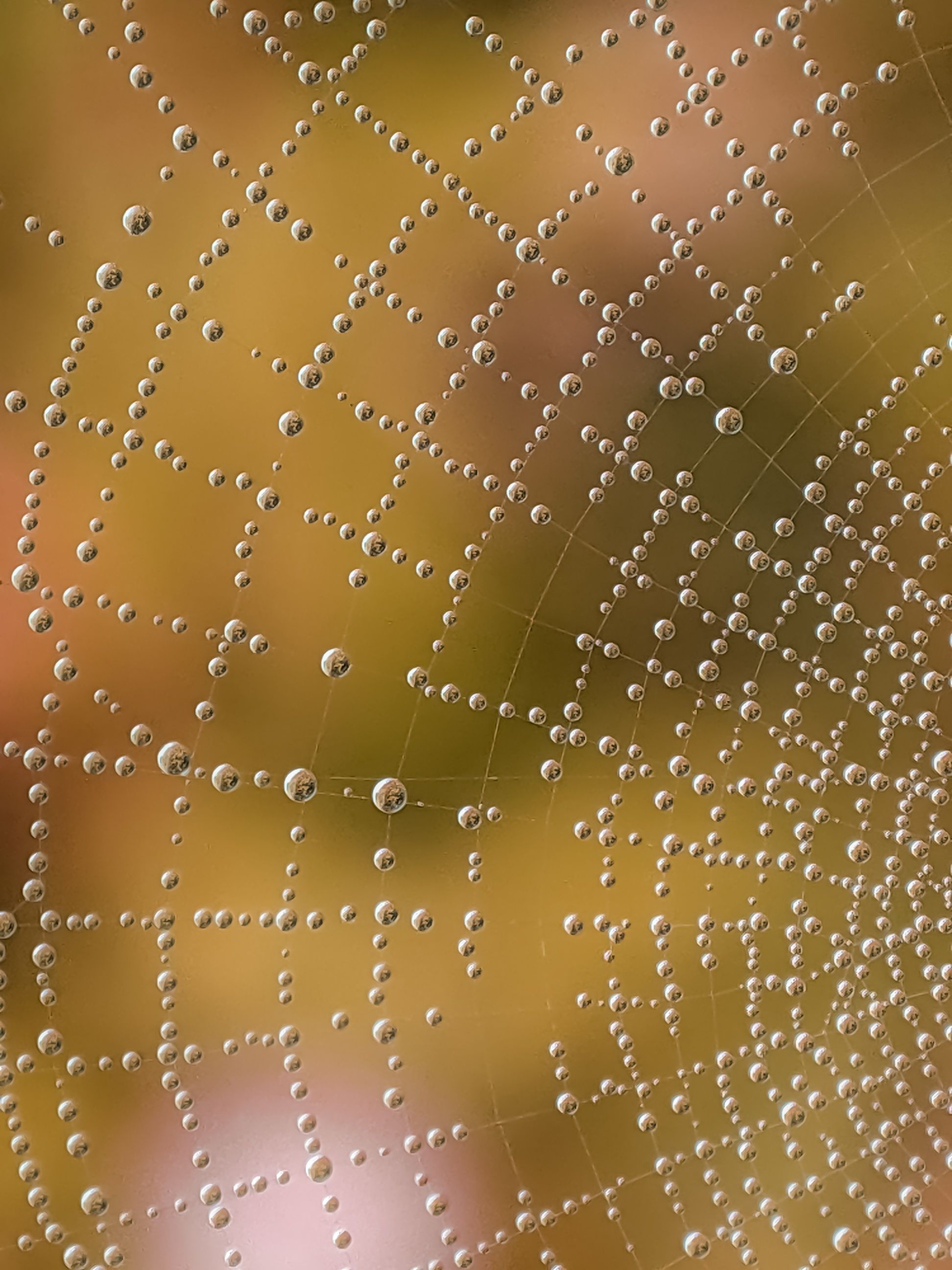 Gratis Primo piano di una ragnatela con gocce di rugiada che creano un motivo scintillante in una mattina autunnale. Foto a disposizione
