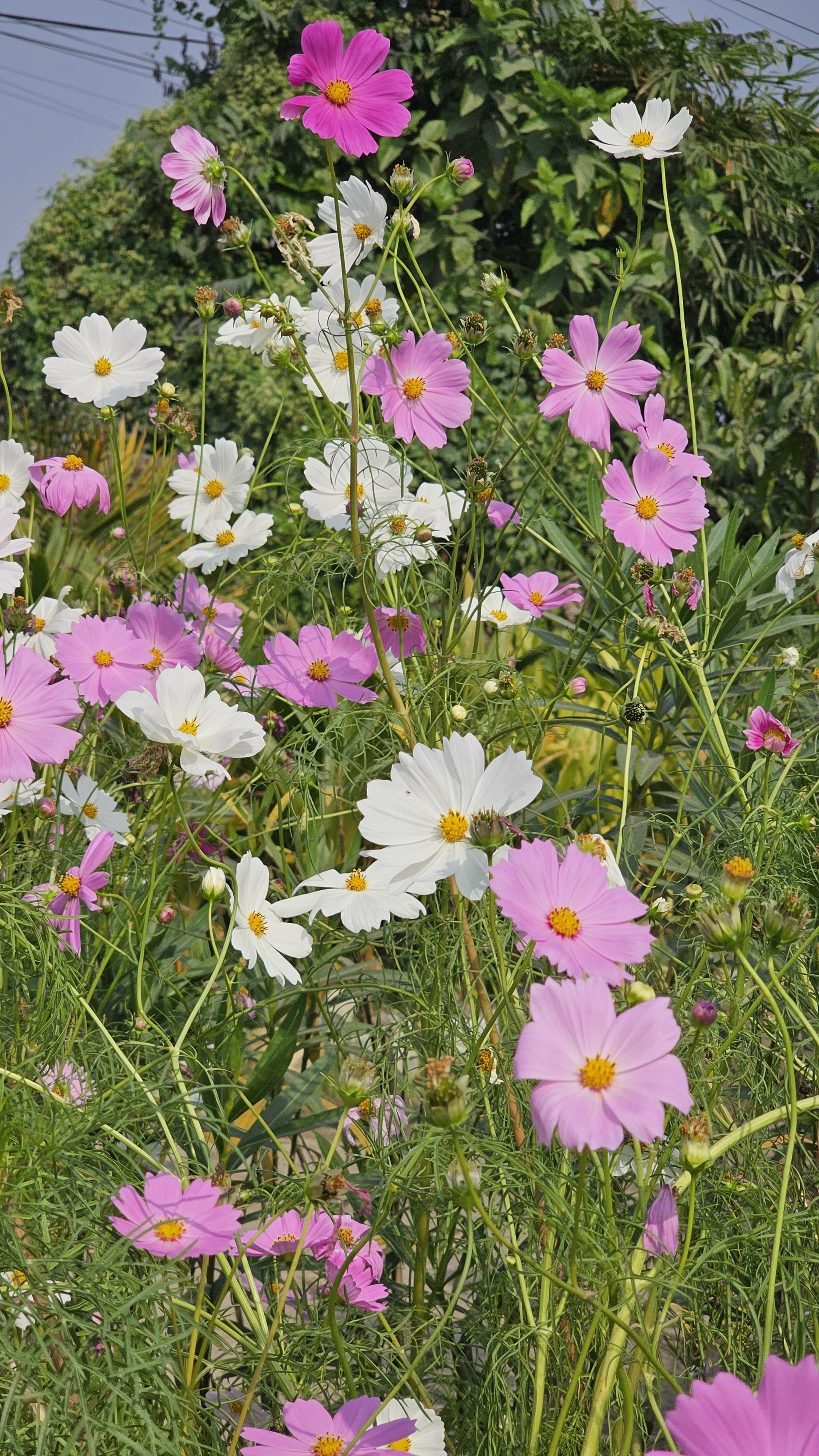 [ColoSach]-beautiful-pink-and-white-cosmos-flowers-blossoming-outdoors-on-a-sunny-day.