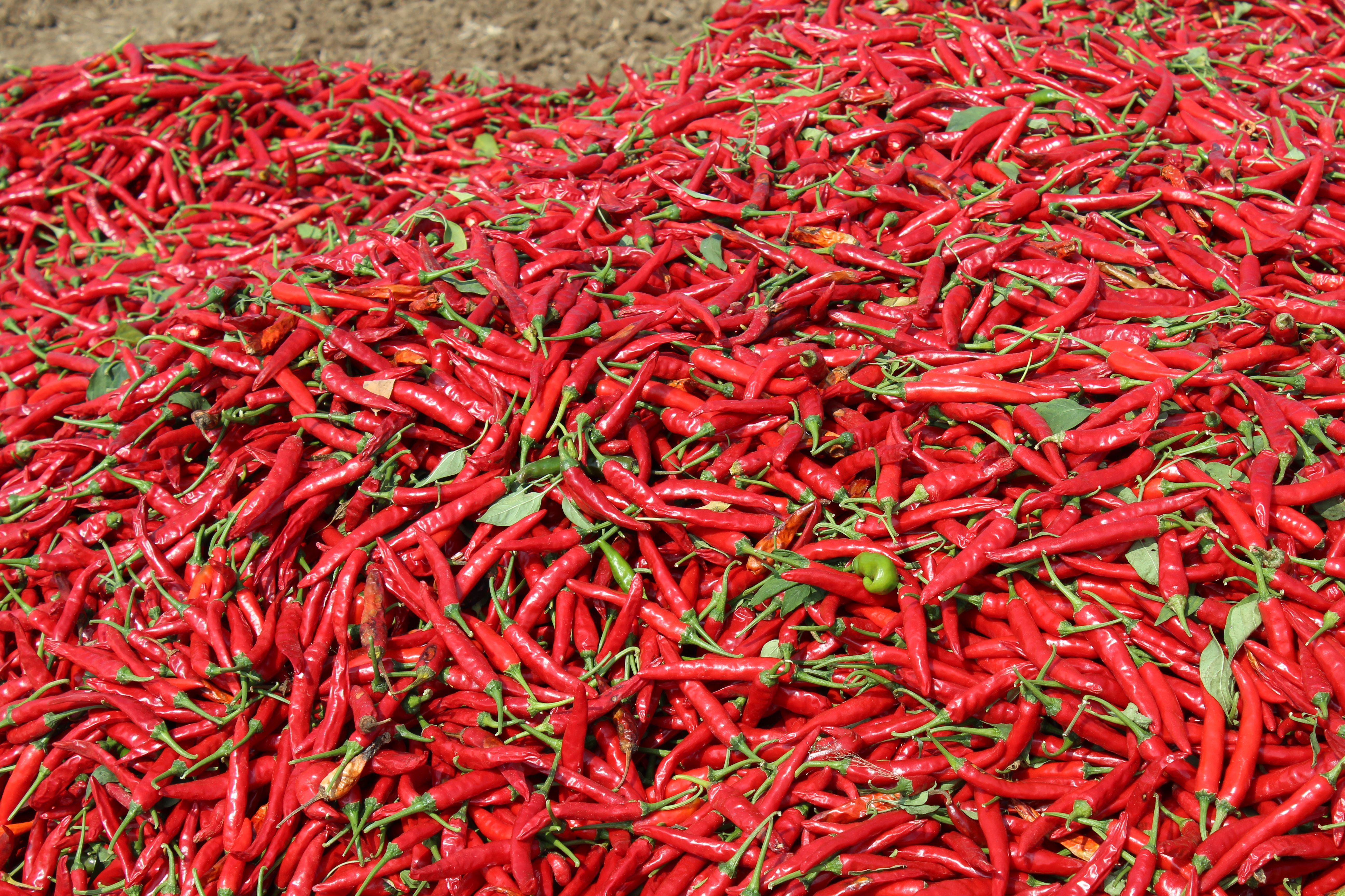 Harga Cabai Merah Keriting di HSS Mengalami Kenaikan, Petani Perkirakan Karena Ini