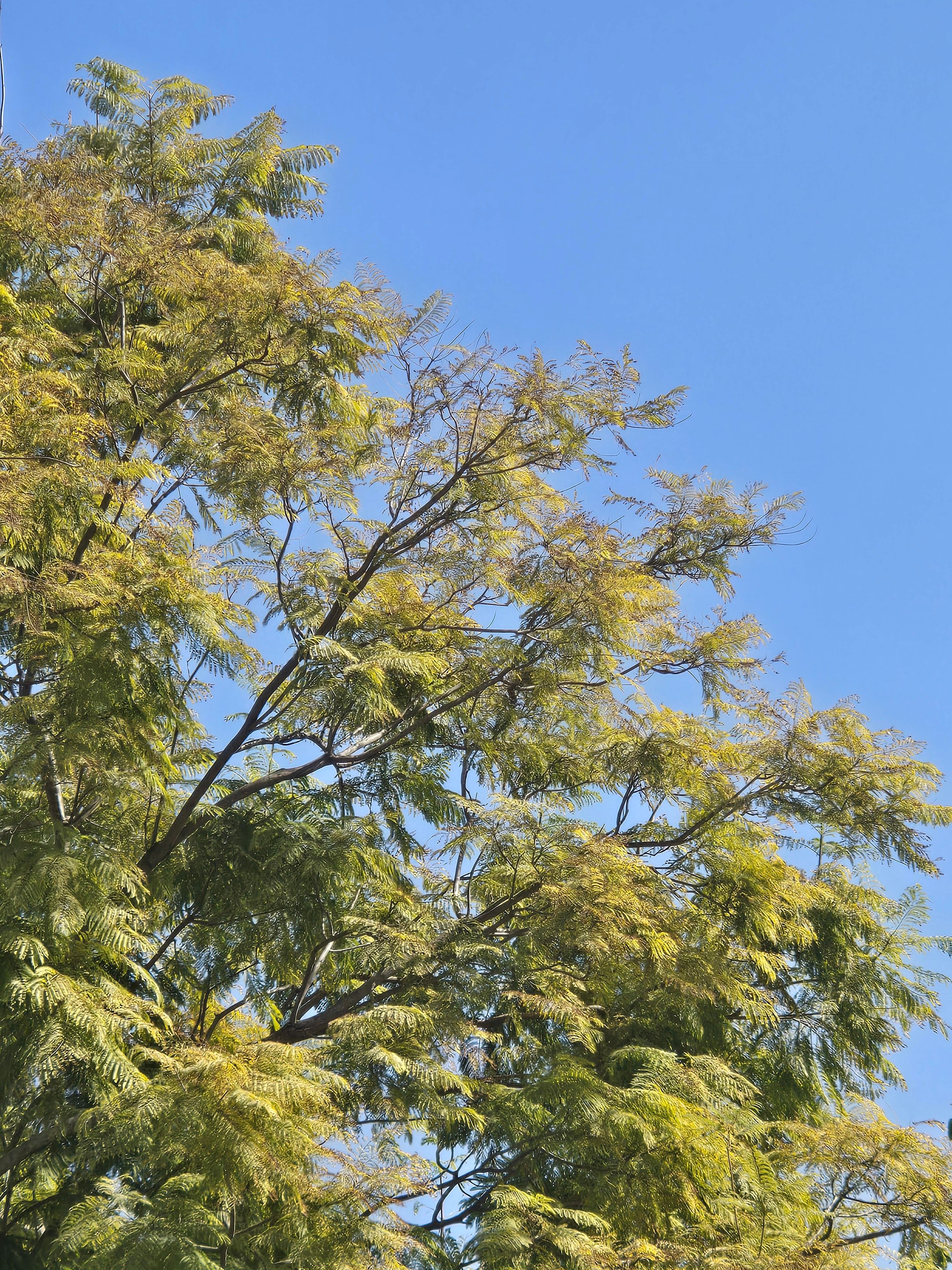 Lush Green Tree Against Clear Blue Sky · Free Stock Photo