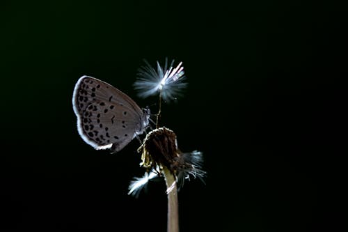蝴蝶棲息在花卉攝影上