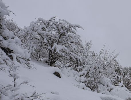 Snow-laden trees on a hillside in a serene winter scene.