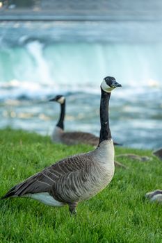 Canada geese by Niagara Falls with vibrant green grass and cascading water in the background.