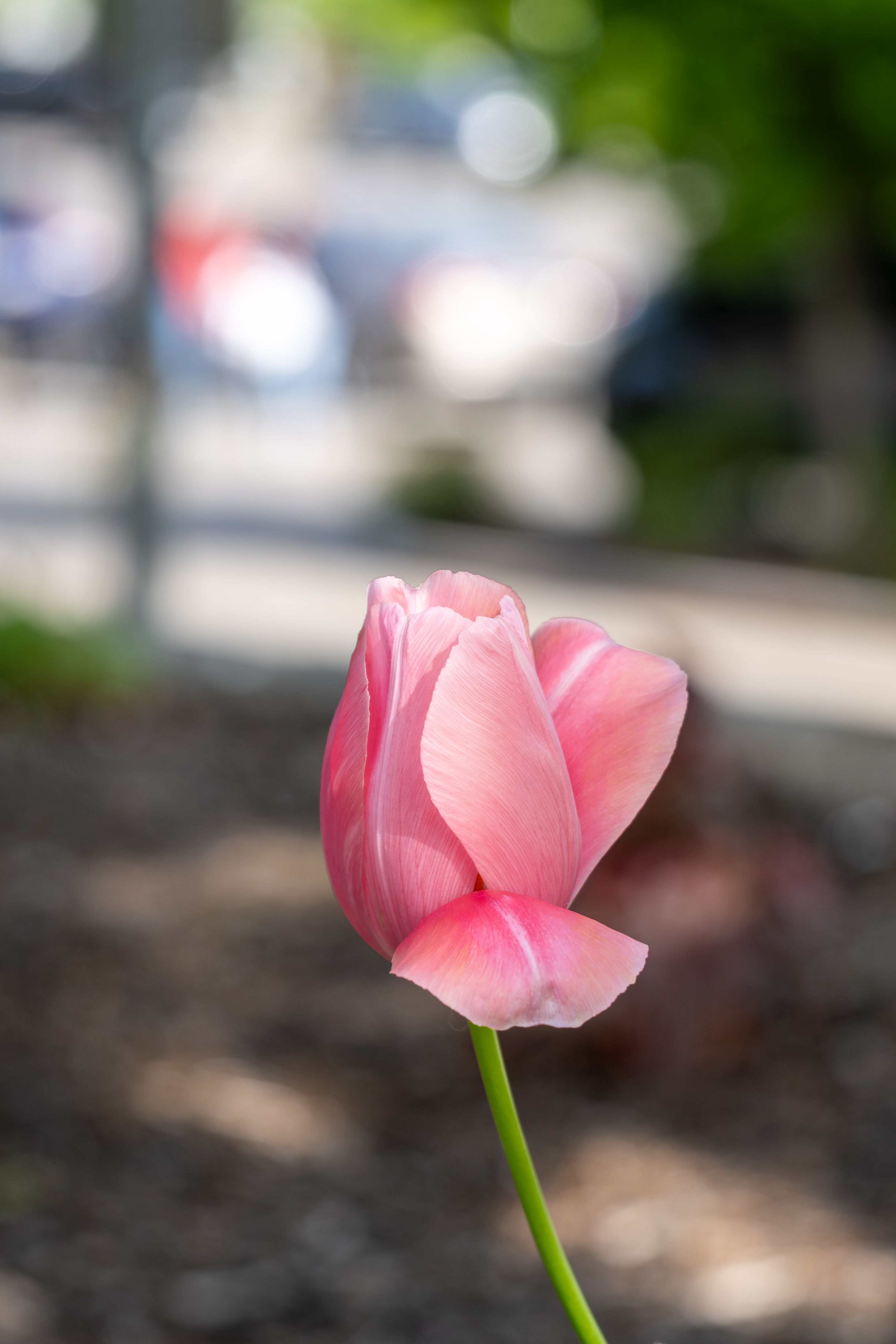 Close-up of Vibrant Pink Tulip in Spring Garden · Free Stock Photo