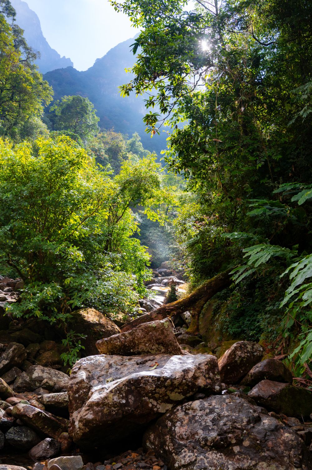 Sunlight filtering through the jungle near the resort