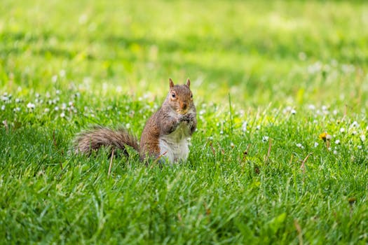 Free stock photo of animal, animal kingdom, animal photography