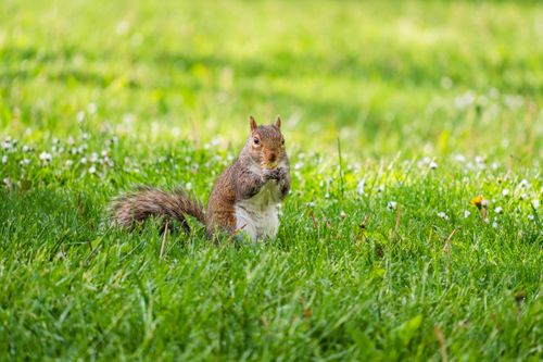 Free A cute eastern gray squirrel sits on green grass in a park, nibbling food under sunlight. Stock Photo