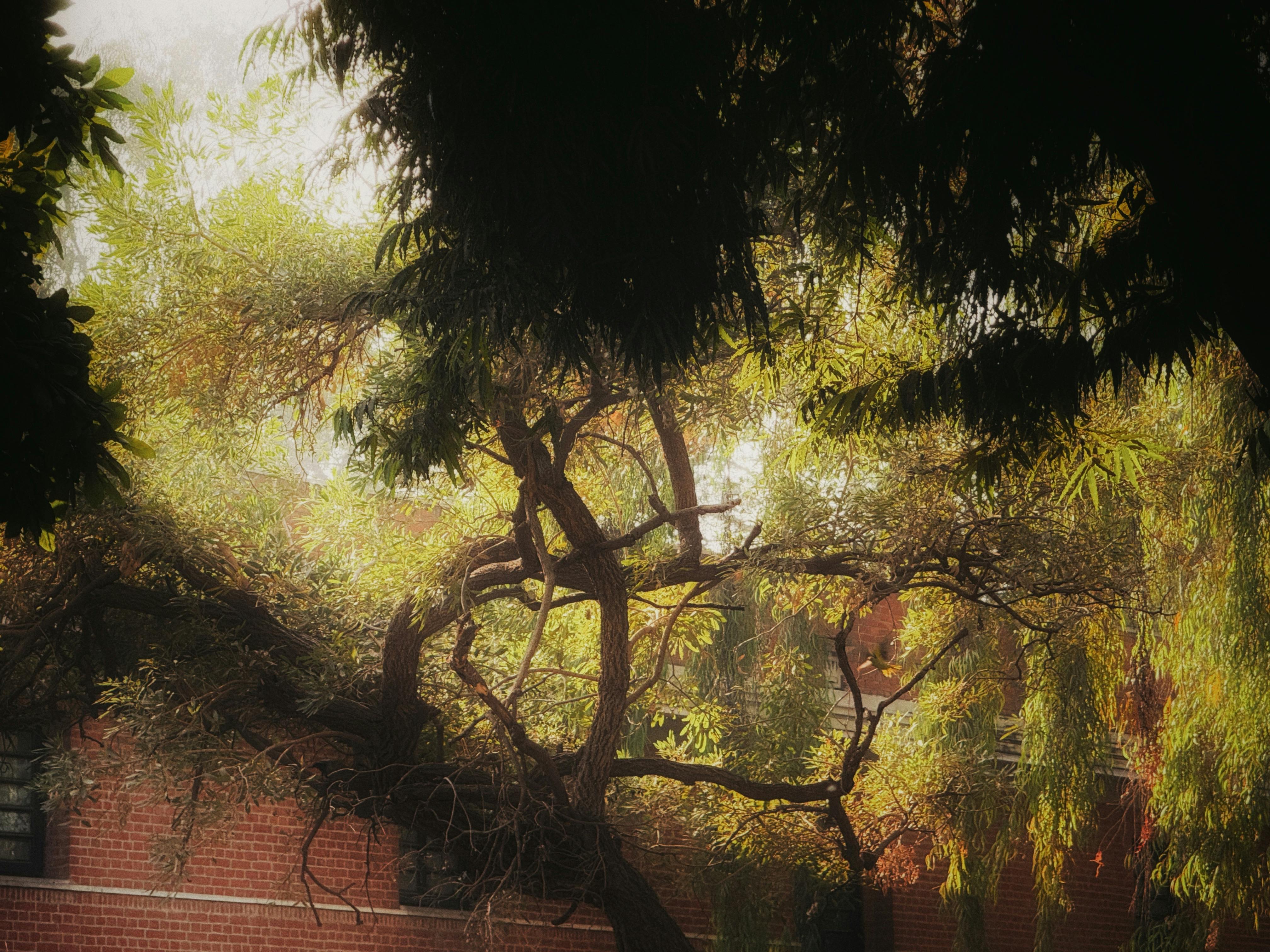 grátis Cena tranquila de outono com uma árvore em frente a um prédio de tijolos. Foto profissional