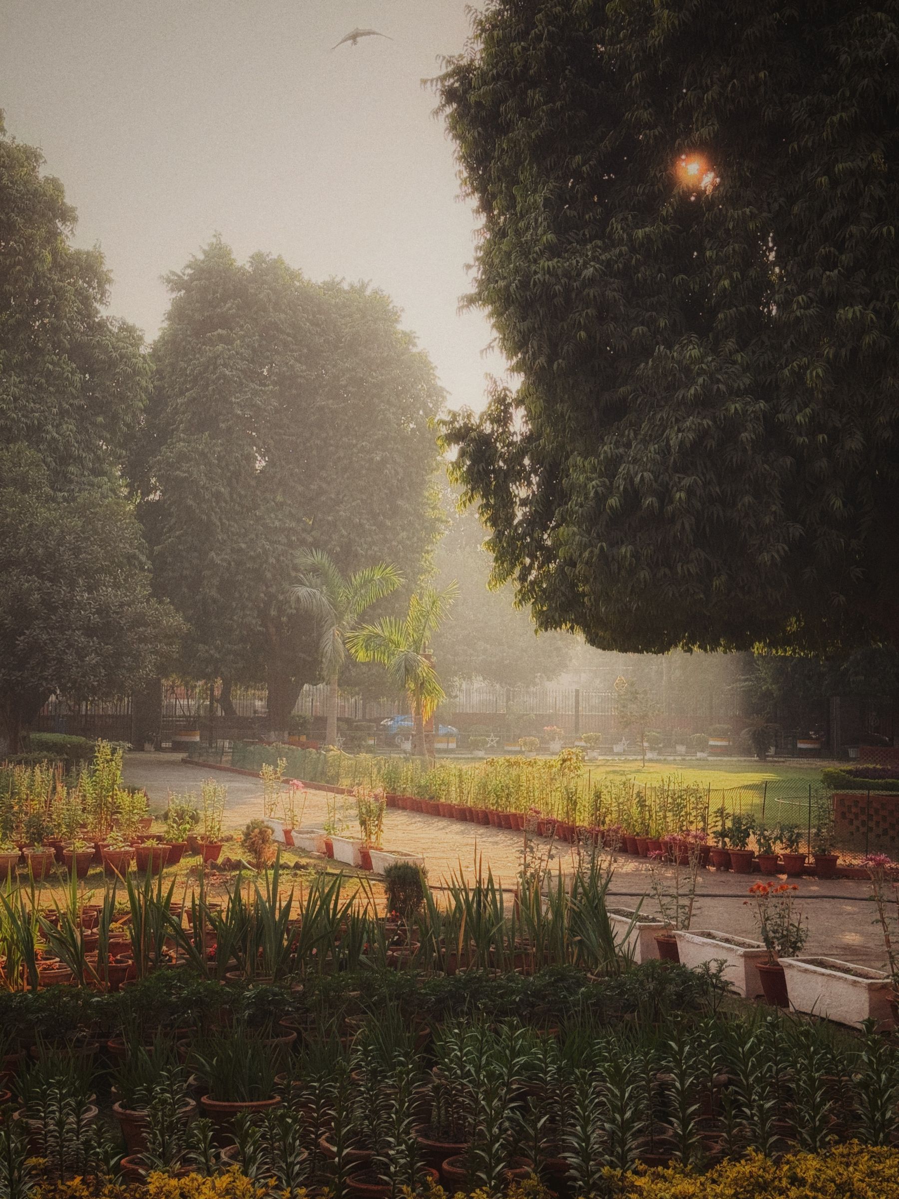 Sunlight filtering through a peaceful garden in the morning