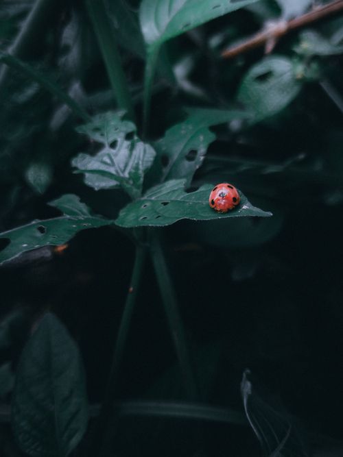 Free Close-up of a red ladybug resting on green foliage in a moody forest environment. Stock Photo