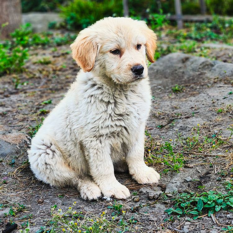 Adorable Golden Retriever Puppy Sitting Outdoors · Free Stock Photo