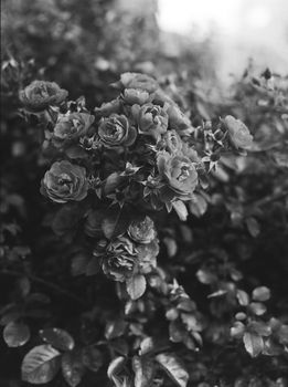 Aesthetic black and white photo of blooming garden roses.