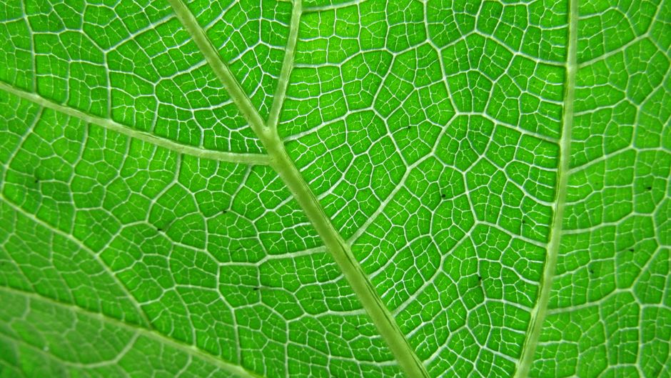 natural ways to improve cellular function