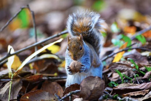Captivating image of a gray squirrel holding a nut among colorful autumn leaves.