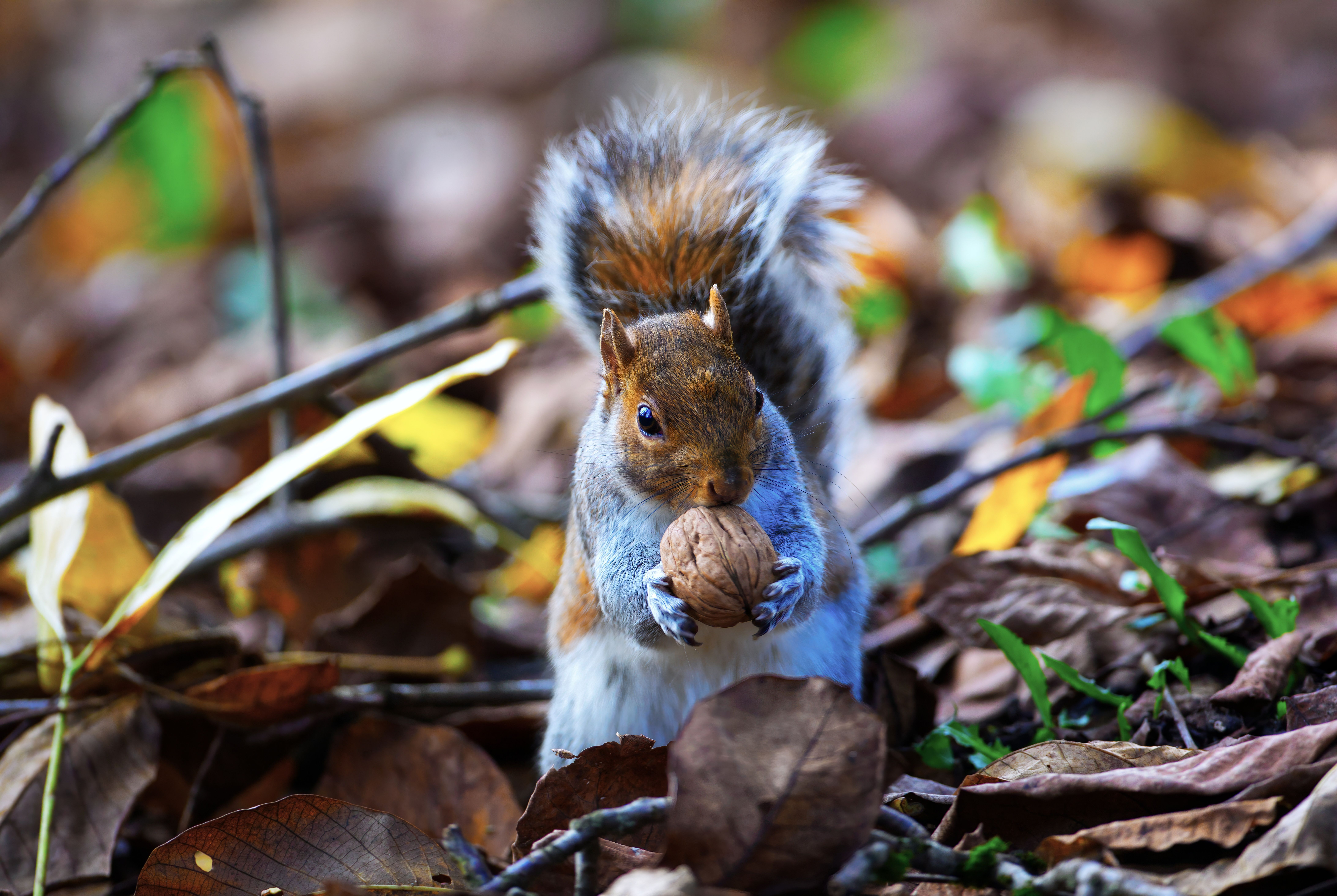 Close-up of Squirrel Holding Nut in Autumn Leaves · Free Stock Photo