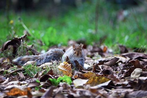 Free Close-up of a squirrel amidst fallen autumn leaves in a forest, capturing a serene natural scene. Stock Photo