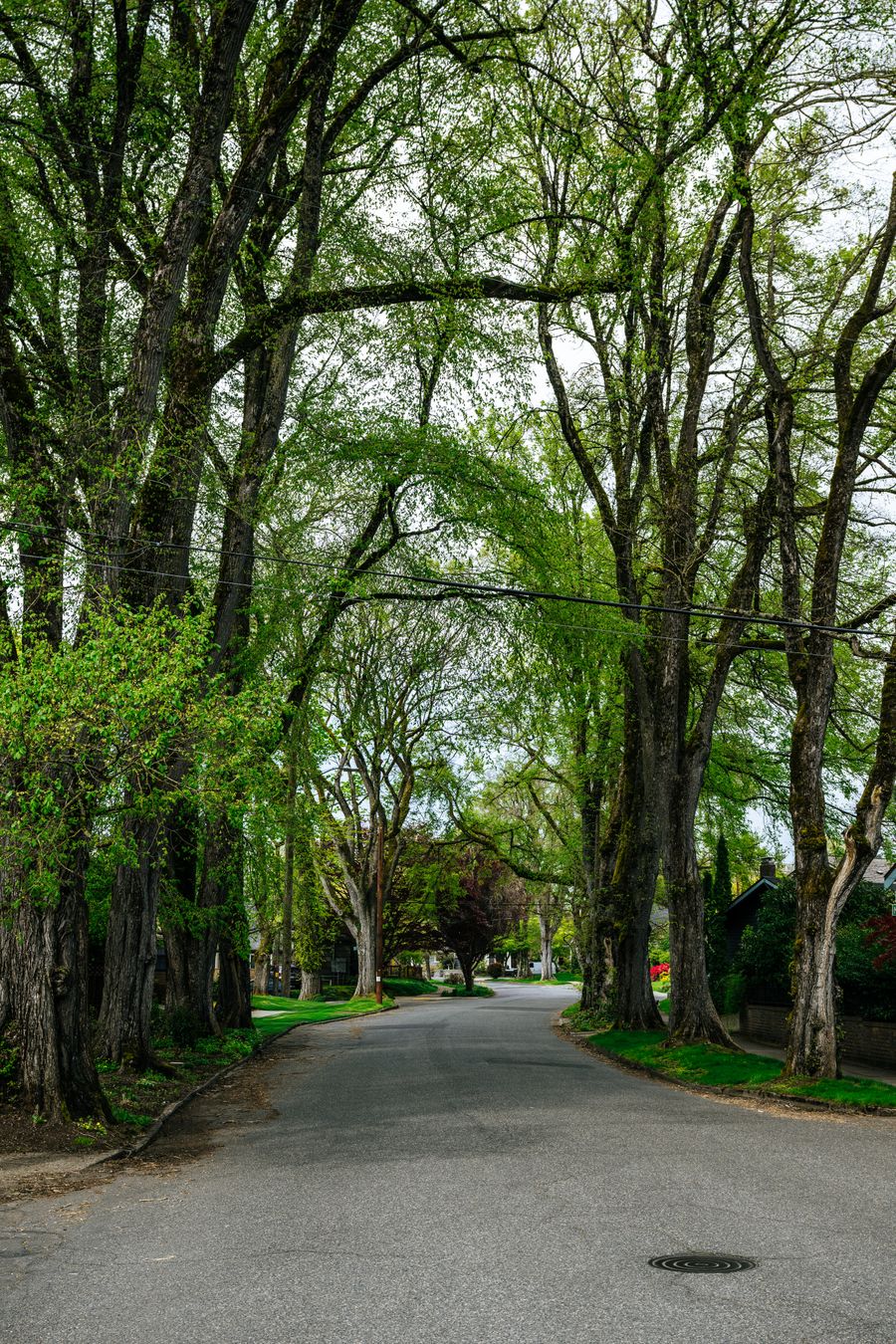 A quiet Portland street under a tall canopy of old trees
