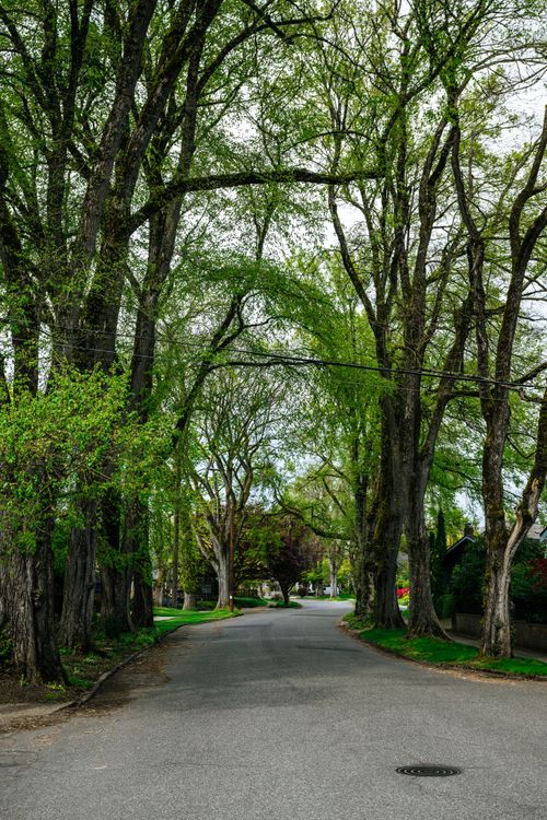 Free Picturesque treelined street in Portland, Oregon, showcasing lush greenery. Stock Photo