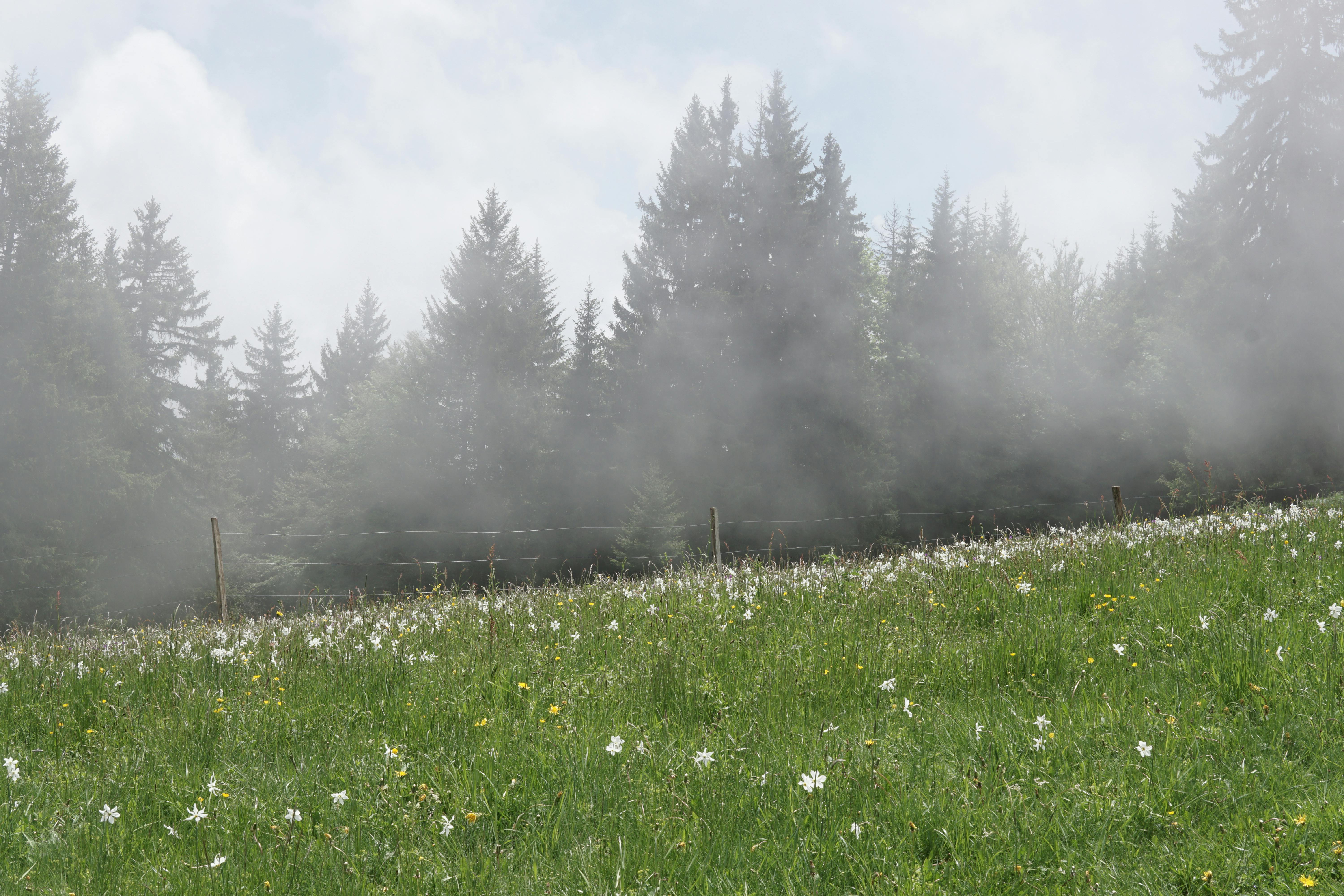 瑞士高山草甸宁静祥和，松树间薄雾缭绕，点缀着花朵