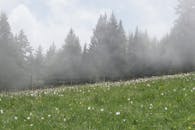 瑞士高山草甸宁静祥和，松树间薄雾缭绕，点缀着花朵