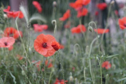 Selective Focus Photo Of Red Flowers