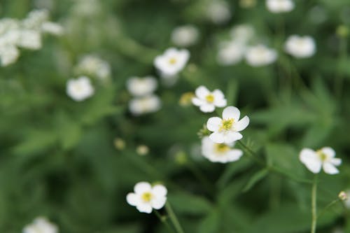 Photo De Mise Au Point Peu Profonde De Fleurs Blanches