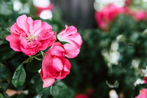 免費 選擇性聚焦照片粉紅色花瓣的花 圖庫相片