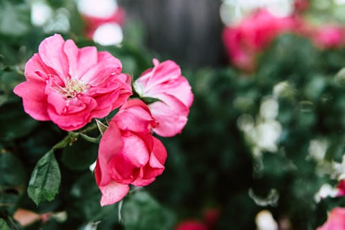 Selective Focus Photo Pink-Petaled Flowers