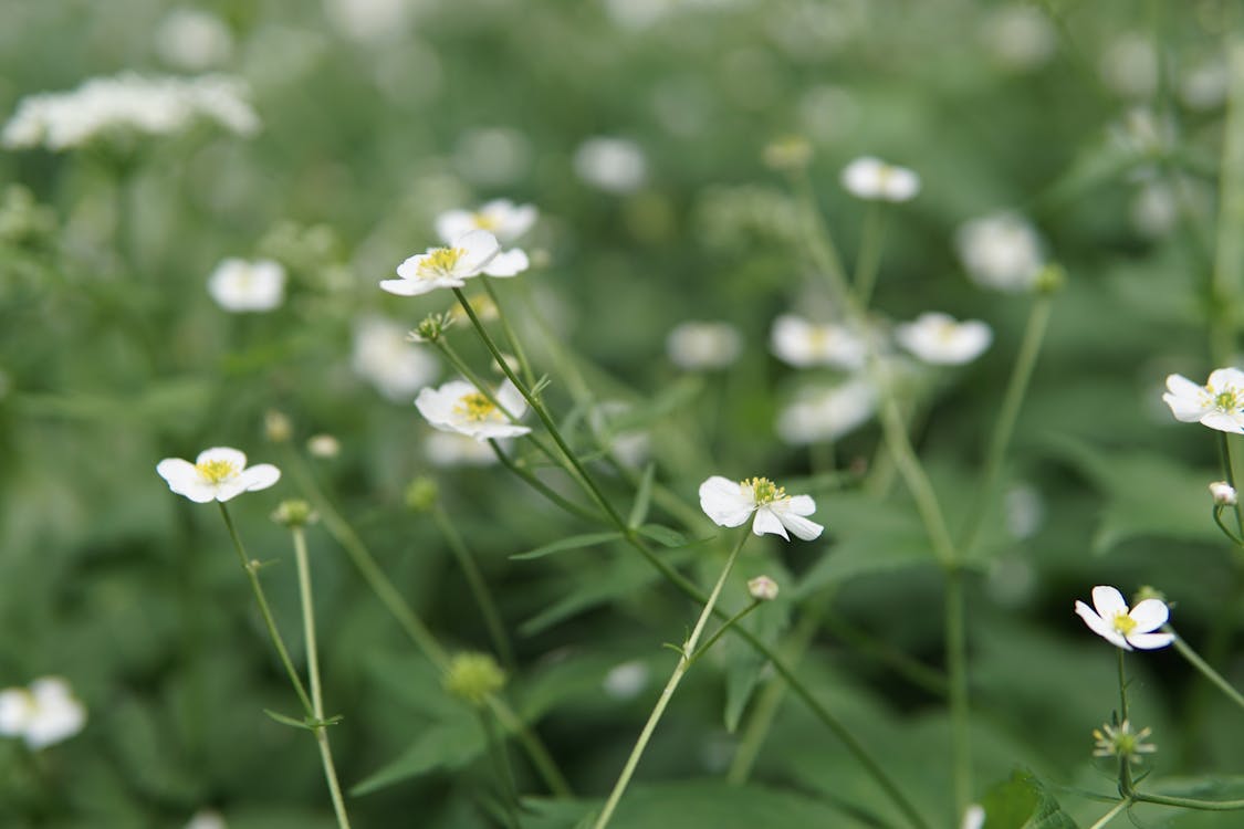 White Petaled Flowers