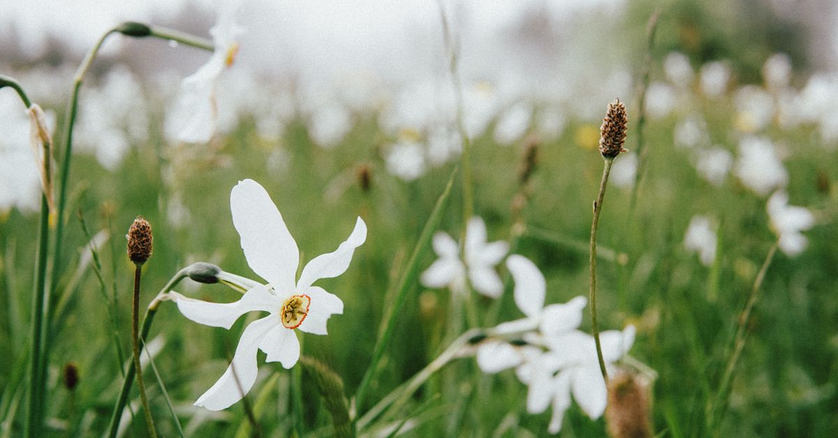 Narcisse : Guide Plantation et Entretien Complet