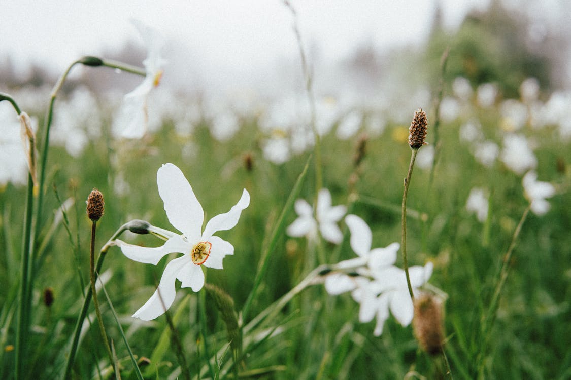 Безкоштовне стокове фото на тему «білі квіти, впритул, вродлива»